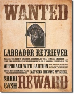 Metalowy plakat reklamowy blacha tin sign USA Poszukiwany pies myśliwski labrador retriever