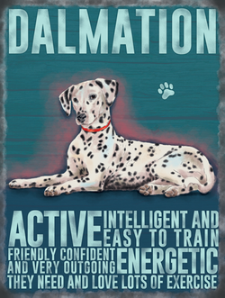Dalmatyńczyk Metalowy szyld tin sign 30x40 cm 